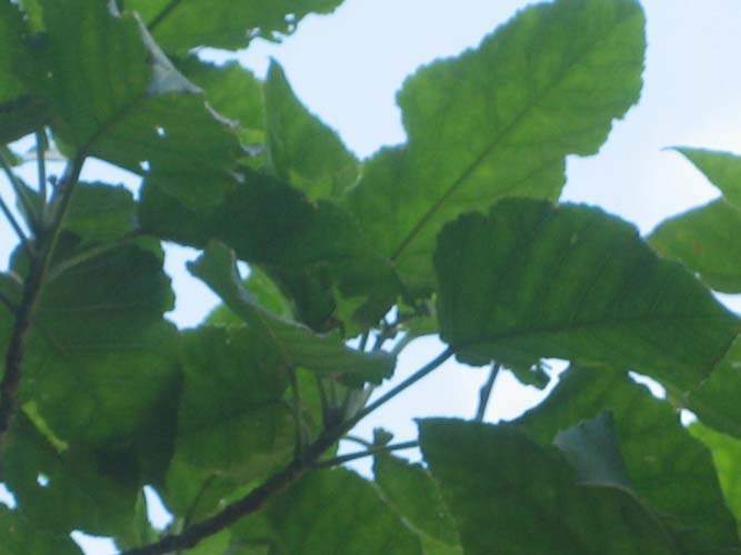 Horticulture d'espèces rares Sainte-Marie