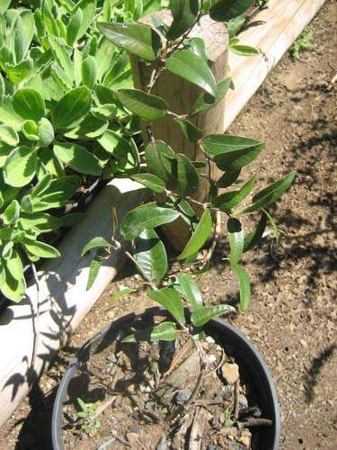 Production de végétaux locaux Sainte-Marie