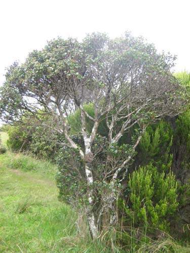 Pépinière spécialisée en espèces indigènes Sainte-Marie