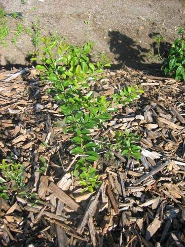 Culture de flore endémique Sainte-Marie