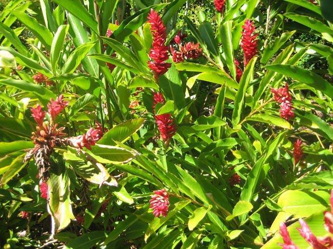 Pépinière pour couvre-sol herbacés Sainte-Marie