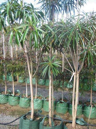 Production de végétaux locaux Sainte-Marie