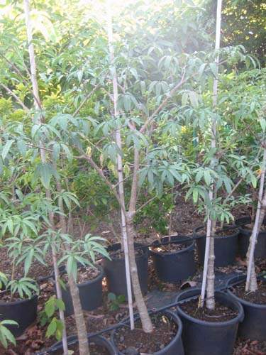 Commerce de fleurs et végétaux Sainte-Marie