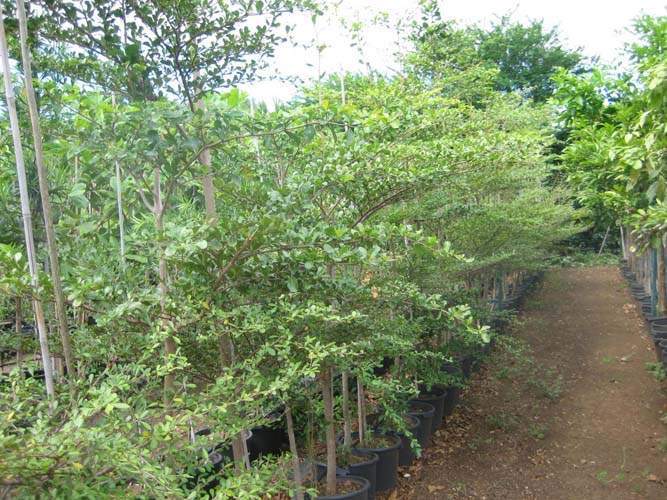 Producteur de végétaux Sainte-Marie