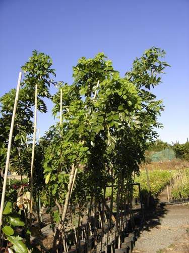 Vente de plantes et arbres Sainte-Marie