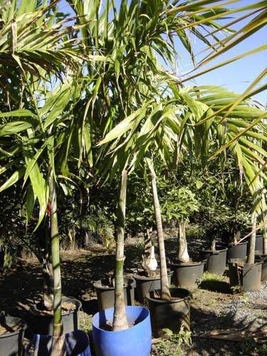Vente de palmiers ornementaux Sainte-Marie