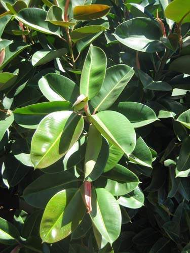 Spécialiste en arbres et semences Sainte-Marie