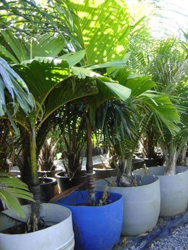 Pépinière de Phoenix et Trachycarpus Sainte-Marie