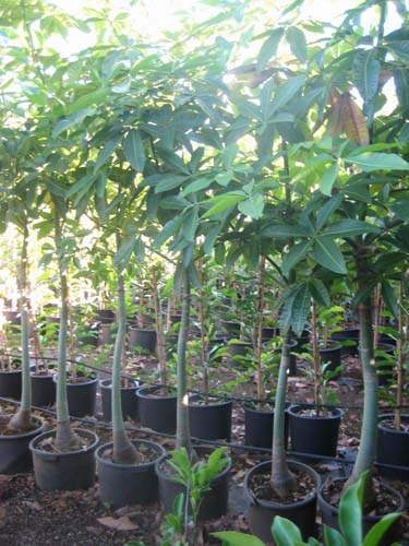 Vente de plants fruitiers Sainte-Marie