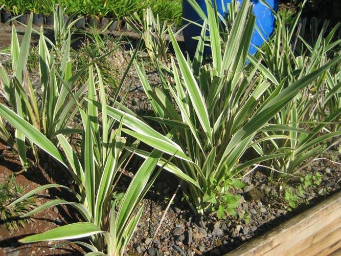 Jardinerie de plantes à feuillage décoratif Sainte-Marie