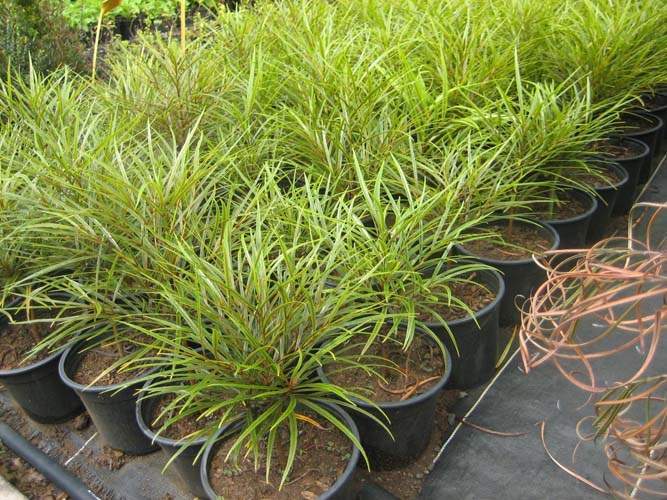 Spécialiste des plantes du terroir Sainte-Marie