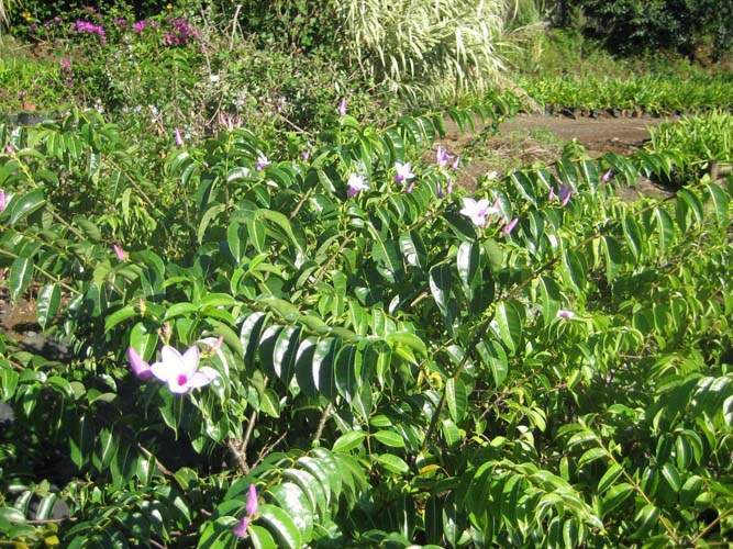 Jardinerie de végétaux volubiles Sainte-Marie
