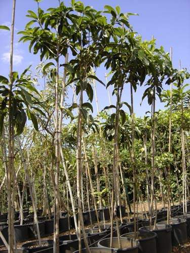 Conservation de plantes insulaires Sainte-Marie