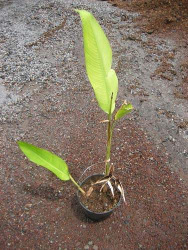 Vente de plantes aromatiques et médicinales Sainte-Marie