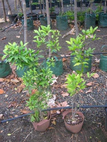 Fournisseur de plantes natives Sainte-Marie