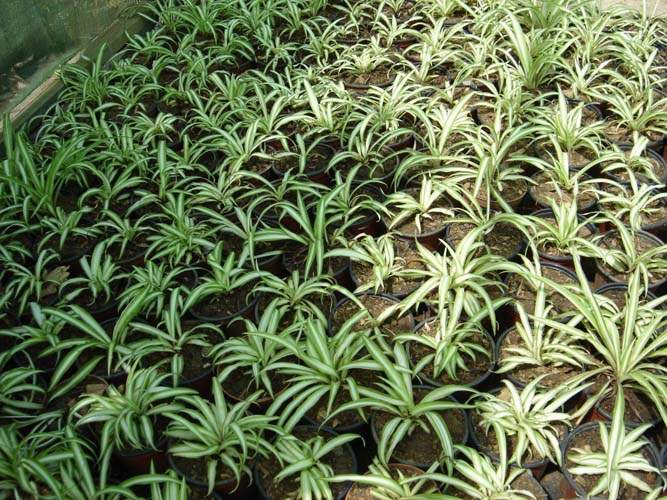 Pépinière de graminées ornementales Sainte-Marie