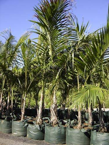 Pépinière biodiversité locale Sainte-Marie