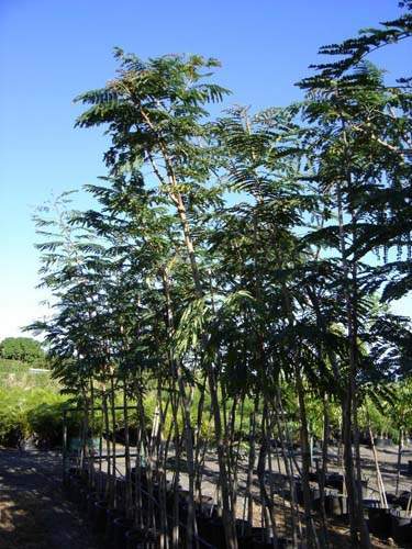 Vente de plantes et arbres Sainte-Marie