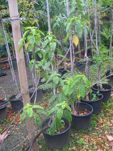 Vente d'arbres et plantes originelles Sainte-Marie