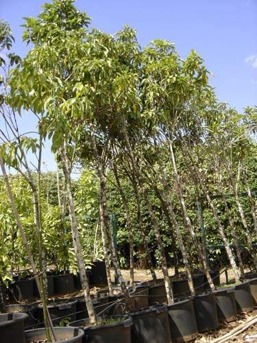 Spécialiste des plantes du terroir Sainte-Marie