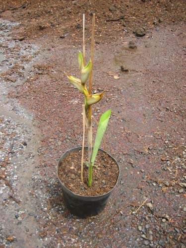 Jardinerie de plantes à feuillage décoratif Sainte-Marie