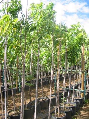 Vente de plants fruitiers Sainte-Marie