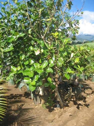 Vente de plants fruitiers Sainte-Marie