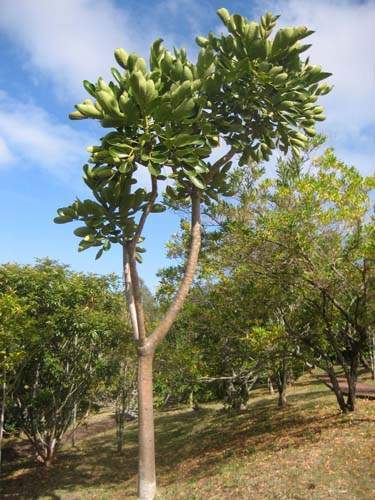 Pépinière pour la restauration écologique Sainte-Marie