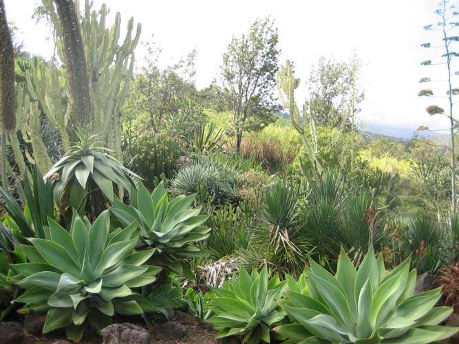 Fournisseur de plantes xérophytes Sainte-Marie