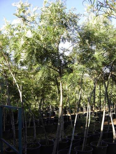 Jardinerie et horticulture Sainte-Marie