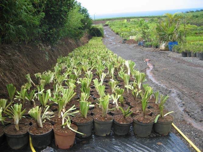 Pépinière pour couvre-sol herbacés Sainte-Marie