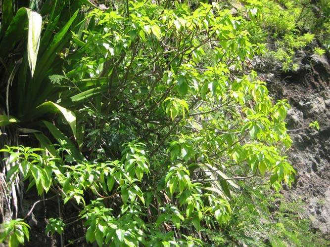 Horticulture d'espèces rares Sainte-Marie