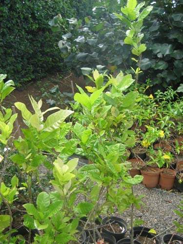 Pépinière de plantes couvre-murs Sainte-Marie