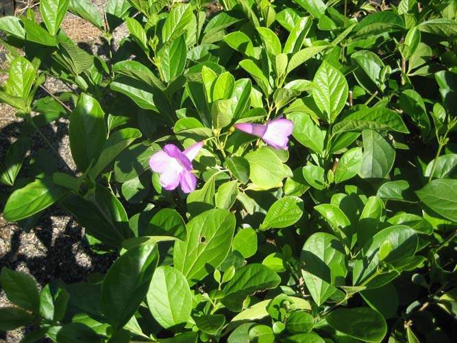 Jardinerie de végétaux volubiles Sainte-Marie