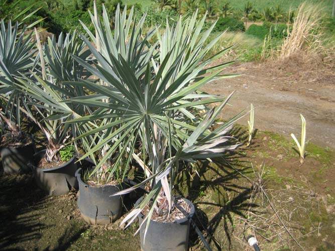 Pépinière spécialisée en Arecaceae Sainte-Marie