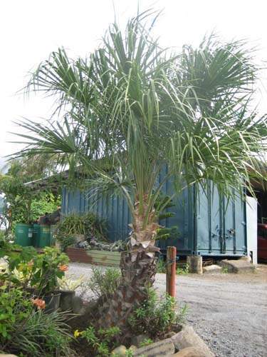 Pépinière pour aménagement avec palmiers Sainte-Marie
