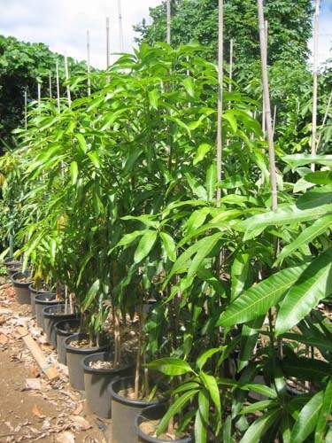 Producteur de végétaux Sainte-Marie