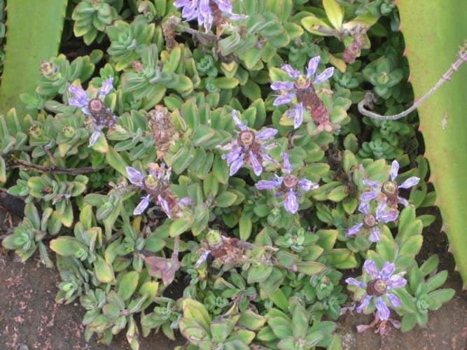 Jardinerie de plantes du désert Sainte-Marie