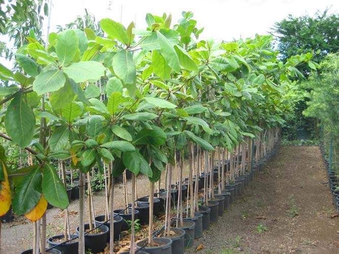 Culture de jeunes plants Sainte-Marie