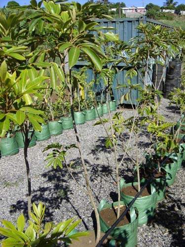Spécialiste des plantes du terroir Sainte-Marie