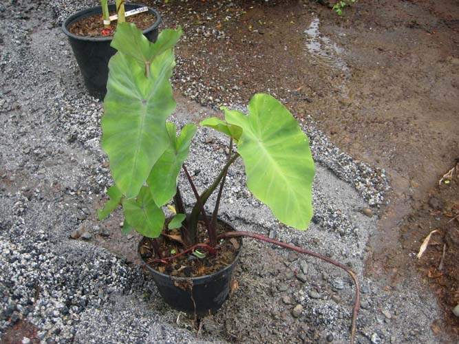 Jardinerie de plantes à feuillage décoratif Sainte-Marie