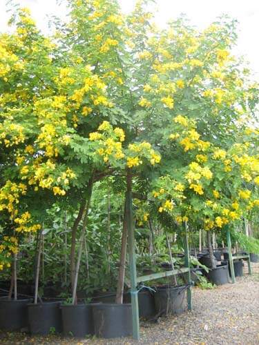 Vente de plantes et arbres Sainte-Marie