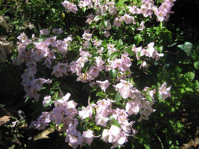 Producteur de grimpantes à fleurs Sainte-Marie