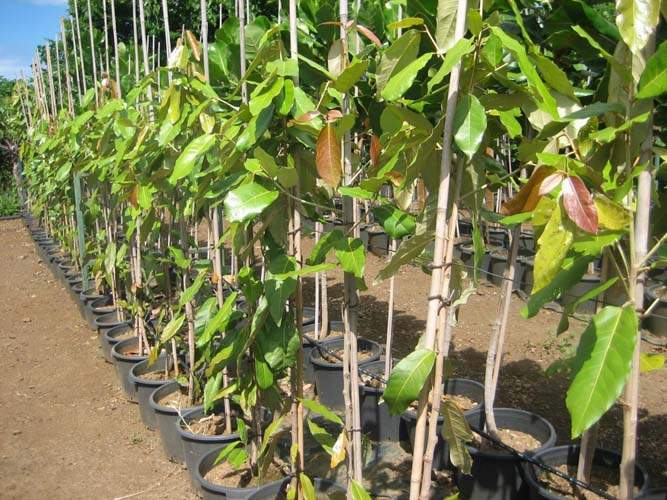 Spécialiste en arbres et semences Sainte-Marie