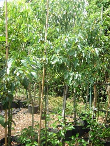 Jardinerie et horticulture Sainte-Marie