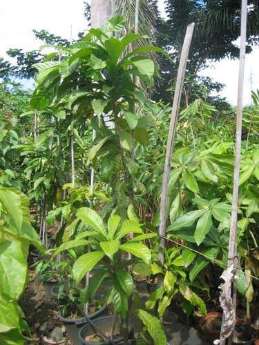 Commerce de fleurs et végétaux Sainte-Marie