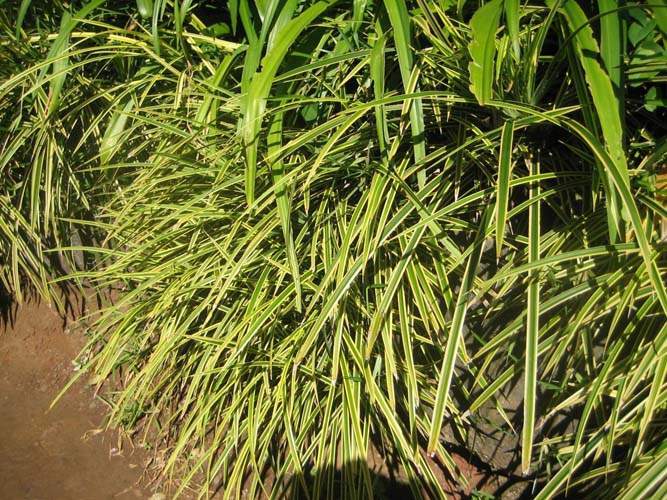 Vente de plantes de massif et de bordure Sainte-Marie