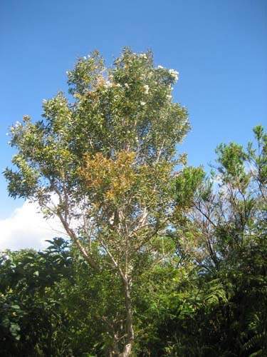 Culture de jeunes plants Sainte-Marie