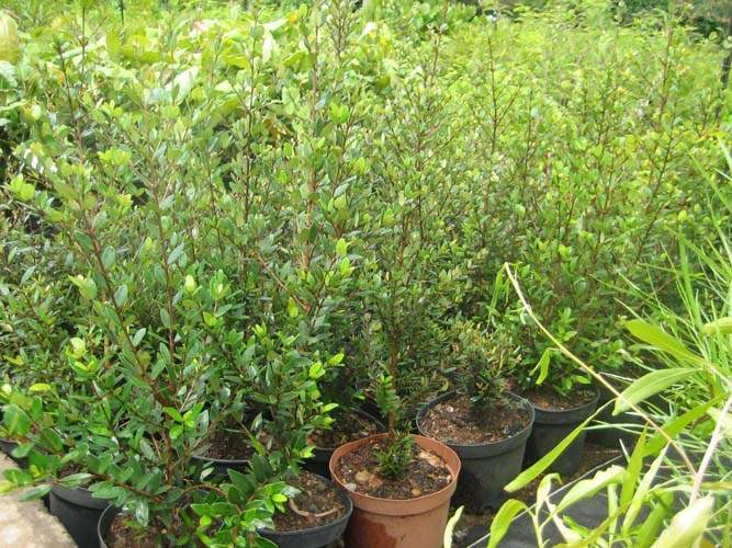 Fournisseur de plantes natives Sainte-Marie