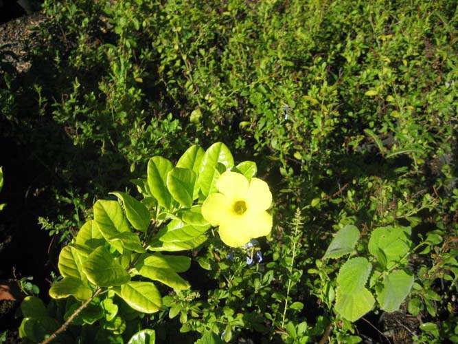 Vente de plantes pour murs végétaux Sainte-Marie